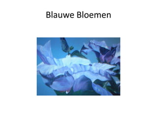 Blauwe Bloemen