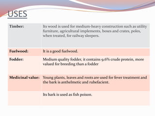 USES
Timber: Its wood is used for medium-heavy construction such as utility
furniture, agricultural implements, boxes and crates, poles,
when treated, for railway sleepers.
Fuelwood: It is a good fuelwood.
Fodder: Medium quality fodder, it contains 9.6% crude protein, more
valued for breeding than a fodder
Medicinal value: Young plants, leaves and roots are used for fever treatment and
the bark is anthelmetic and rubefacient.
Its bark is used as fish poison.
 