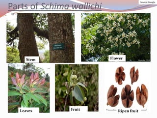 Parts of Schima wallichi
Flower
Stem Flower
Leaves Fruit Ripen fruit
Source: Google
 
