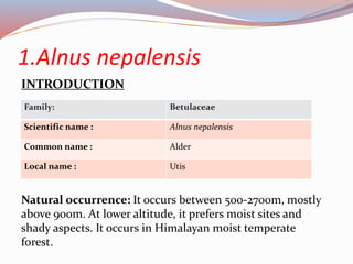 1.Alnus nepalensis
INTRODUCTION
Family: Betulaceae
Scientific name : Alnus nepalensis
Common name : Alder
Local name : Utis
Natural occurrence: It occurs between 500-2700m, mostly
above 900m. At lower altitude, it prefers moist sites and
shady aspects. It occurs in Himalayan moist temperate
forest.
 
