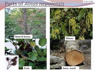 Parts of Alnus nepalensis
Stem & leaves
Flower
Fruit Sawn wood
Source: Google
 