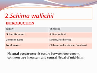 2.Schima wallichiI
INTRODUCTION
Family: Theaceae
Scientific name: Schima wallichii
Common name Schima, Needlewood
Local name: Chilaune, Aule chilaune, Goe chassi
Natural occurrence: It occurs between 900-2000m,
common tree in eastern and central Nepal of mid-hills.
 