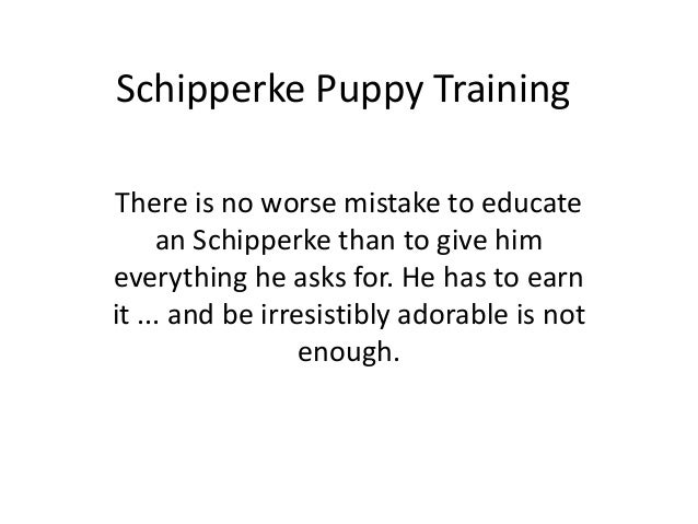 schipperke training