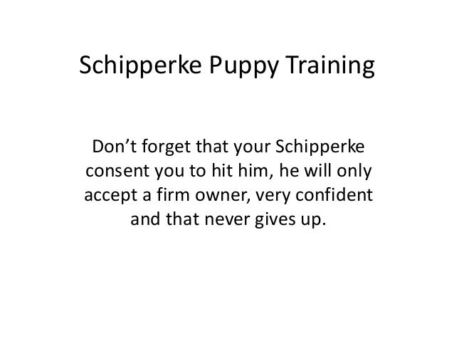 Schipperke puppy training Schipperke puppy training