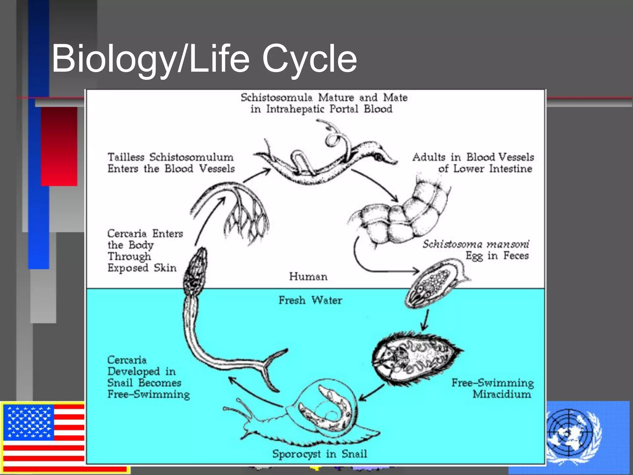 Biology/Life Cycle
 