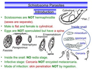 Schistosoma Parasites
• Scistosomes are NOT hermaphrodite
(sexes are separate).
• Male is flat and female is cylindrical.
• Eggs are NOT operculated but have a spine.
• Inside the snail: NO redia stage.
• Infective stage: Cercaria NOT encysted metacercaria.
• Mode of infection: skin penetration NOT by ingestion.
Introduction
Fasciola
Paragonimus
Heterophyes
S.mansoni
S.haematobium
miracidium
sporocyst
redia
Inside snail
operculum
spine
Flat ♂
Cylindrical ♀
Cercaria
 