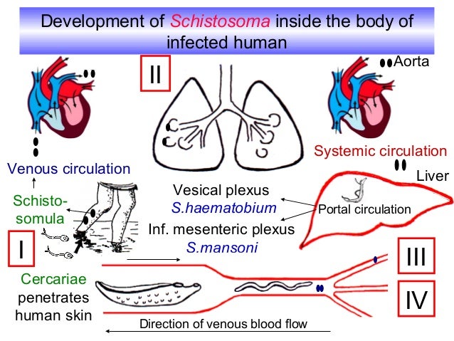 Schistosoma parasitology kasr el Einy department