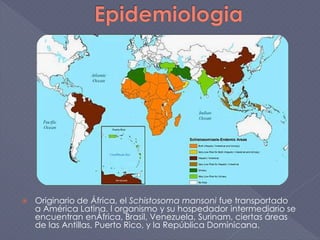  Originario de África, el Schistosoma mansoni fue transportado
a América Latina. l organismo y su hospedador intermediario se
encuentran enÁfrica, Brasil, Venezuela, Surinam, ciertas áreas
de las Antillas, Puerto Rico, y la República Dominicana.
 
