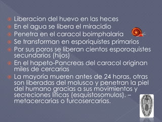  Liberacion del huevo en las heces
 En el agua se libera el miracidio
 Penetra en el caracol boimphalaria
 Se transforman en esporiquistes primarios
 Por sus poros se liberan cientos esporoquistes
secundarios (hijos)
 En el hapeto-Pancreas del caracol originan
miles de cercarias
 La mayoría mueren antes de 24 horas, otras
son liberadas del molusco y penetran la piel
del humano gracias a sus movimientos y
secreciones líticas (esquistosomulos). –
metacercarias o furcosercarias.
 