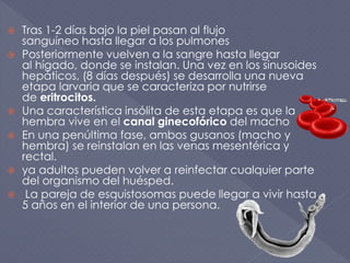  Tras 1-2 días bajo la piel pasan al flujo
sanguíneo hasta llegar a los pulmones
 Posteriormente vuelven a la sangre hasta llegar
al hígado, donde se instalan. Una vez en los sinusoides
hepáticos, (8 días después) se desarrolla una nueva
etapa larvaria que se caracteriza por nutrirse
de eritrocitos.
 Una característica insólita de esta etapa es que la
hembra vive en el canal ginecofórico del macho
 En una penúltima fase, ambos gusanos (macho y
hembra) se reinstalan en las venas mesentérica y
rectal.
 ya adultos pueden volver a reinfectar cualquier parte
del organismo del huésped.
 La pareja de esquistosomas puede llegar a vivir hasta
5 años en el interior de una persona.
 