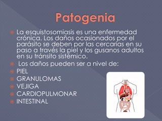  La esquistosomiasis es una enfermedad
crónica. Los daños ocasionados por el
parásito se deben por las cercarias en su
paso a través la piel y los gusanos adultos
en su tránsito sistémico.
 Los daños pueden ser a nivel de:
 PIEL
 GRANULOMAS
 VEJIGA
 CARDIOPULMONAR
 INTESTINAL
 