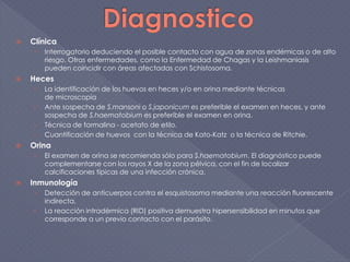  Clínica
› Interrogatorio deduciendo el posible contacto con agua de zonas endémicas o de alto
riesgo. Otras enfermedades, como la Enfermedad de Chagas y la Leishmaniasis
pueden coincidir con áreas afectadas con Schistosoma.
 Heces
› La identificación de los huevos en heces y/o en orina mediante técnicas
de microscopía
› Ante sospecha de S.mansoni o S.japonicum es preferible el examen en heces, y ante
sospecha de S.haematobium es preferible el examen en orina.
› Técnica de formalina - acetato de etilo.
› Cuantificación de huevos con la técnica de Kato-Katz o la técnica de Ritchie.
 Orina
› El examen de orina se recomienda sólo para S.haematobium. El diagnóstico puede
complementarse con los rayos X de la zona pélvica, con el fin de localizar
calcificaciones típicas de una infección crónica.
 Inmunología
› Detección de anticuerpos contra el esquistosoma mediante una reacción fluorescente
indirecta.
› La reacción intradérmica (RID) positiva demuestra hipersensibilidad en minutos que
corresponde a un previo contacto con el parásito.
 