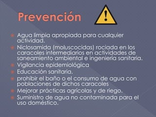  Agua limpia apropiada para cualquier
actividad.
 Niclosamida (moluscocidas) rociada en los
caracoles intermediarios en actividades de
saneamiento ambiental e ingeniería sanitaria.
 Vigilancia epidemiológica
 Educación sanitaria.
 prohibir el baño o el consumo de agua con
poblaciones de dichos caracoles
 Mejorar prácticas agrícolas y de riego.
 Suministro de agua no contaminada para el
uso doméstico.
 