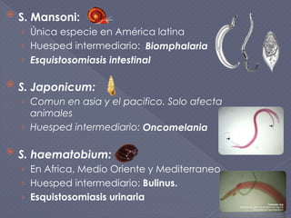  S. Mansoni:
› Única especie en América latina
› Huesped intermediario: Biomphalaria
› Esquistosomiasis intestinal
 S. Japonicum:
› Comun en asia y el pacifico. Solo afecta
animales
› Huesped intermediario: Oncomelania
 S. haematobium:
› En Africa, Medio Oriente y Mediterraneo
› Huesped intermediario: Bulinus.
› Esquistosomiasis urinaria
 