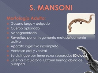 Morfología Adulto:
 Gusano largo y delgado
 Cuerpo aplanado
 No segmentado
 Revestido por un tegumento metabólicamente
activo
 Aparato digestivo incompleto
 Ventosas oral y ventral
 Se distingue por tener sexos separados (Dioicos)
 Sistema circulatorio: Extraen hemoglobina del
huesped.
 