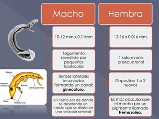 Macho
10-12 mm x 0.11mm
Tegumento
revestido por
pequeños
tubérculos
Bordes laterales
incurvados
formando un canal:
ginecoforo.
6-9 testiculos de donde
se desprende un
tubulo que se dilata en
una vesicula seminal
Hembra
12-16 x 0,016 mm.
1 solo ovario
preecuatorial
Depositan 1 o 2
huevos
Es más obscura que
el macho por un
pigmento llamado
Hemozoina.
 