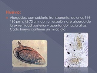 Huevo:
 Alargados, con cubierta transparente, de unos 114-
180 μm x 45-73 μm, con un espolón lateral cerca de
la extremidad posterior y apuntando hacia atrás.
Cada huevo contiene un miracidio.
 