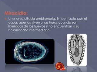 Miracidio:
 Una larva ciliada embironaria. En contacto con el
agua, apenas viven unas horas cuando son
liberadas de los huevos y no encuentran a su
hospedador intermediario
 