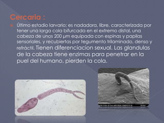 Cercaria :
 Último estadio larvario; es nadadora, libre, caracterizada por
tener una larga cola bifurcada en el extremo distal, una
cabeza de unos 200 μm equipada con espinas y papilas
sensoriales, y recubiertas por tegumento trilaminado, denso y
refráctil. Tienen diferenciacion sexual. Las glandulas
de la cabeza tiene enzimas para penetrar en la
puel del humano, pierden la cola.
 