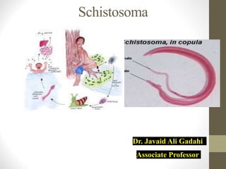 Dr. Javaid Ali Gadahi
Associate Professor
Schistosoma
 