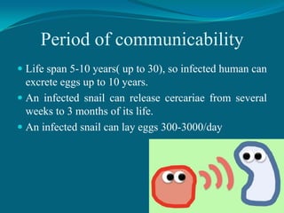 Period of communicability
 Life span 5-10 years( up to 30), so infected human can
excrete eggs up to 10 years.
 An infected snail can release cercariae from several
weeks to 3 months of its life.

 An infected snail can lay eggs 300-3000/day

 