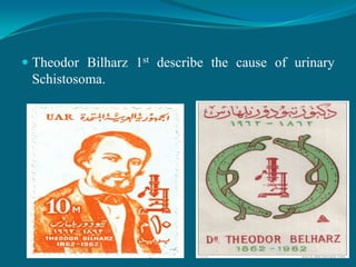  Theodor Bilharz 1st describe the cause of urinary
Schistosoma.

 