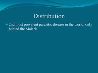 Distribution
 2nd most prevalent parasitic disease in the world, only
behind the Malaria

 