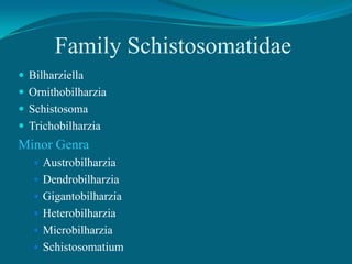 Family Schistosomatidae
 Bilharziella

 Ornithobilharzia
 Schistosoma
 Trichobilharzia

Minor Genra
 Austrobilharzia
 Dendrobilharzia
 Gigantobilharzia

 Heterobilharzia
 Microbilharzia
 Schistosomatium

 