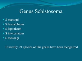 Genus Schistosoma
 S mansoni
 S hematobium
 S japonicum
 S intercalatum
 S mekongi

Currently, 21 species of this genus have been recognized

 