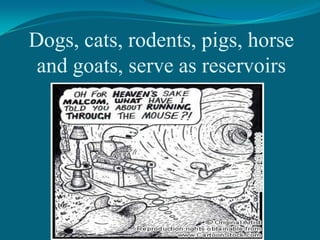 Dogs, cats, rodents, pigs, horse
and goats, serve as reservoirs

 