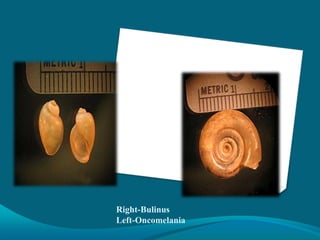 Right-Bulinus
Left-Oncomelania

 