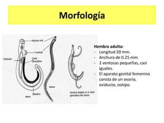 Morfología

       Hembra adulta:
       - Longitud 20 mm.
       - Anchura de 0.25 mm.
       - 2 ventosas pequeñas, casi
         iguales.
       - El aparato genital femenino
         consta de un ovario,
         oviducto, ootipo.
 