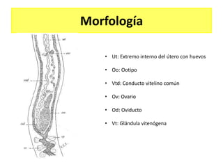 Morfología

   • Ut: Extremo interno del útero con huevos

   • Oo: Ootipo

   • Vtd: Conducto vitelino común

   • Ov: Ovario

   • Od: Oviducto

   • Vt: Glándula vitenógena
 