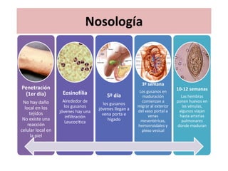 Nosología



                                                           3ª semana
Penetración                                                                   10-12 semanas
                    Eosinofília                           Los gusanos en
 (1er día)                                5º día           maduración           Las hembras
 No hay daño         Alrededor de                          comienzan a        ponen huevos en
                                        los gusanos
  local en los        los gusanos                        migrar al exterior     las vénulas,
                                      jóvenes llegan a   del vaso portal a     algunos viajan
     tejidos       jóvenes hay una
                                        vena porta e           venas           hasta arterias
 No existe una         infiltración
                                           hígado          mesentéricas,        pulmonares
                      Leucocítica
    reacción                                             hemorroidales y      donde maduran
celular local en                                           plexo vesical
     la piel
 