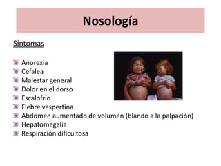 Nosología
Síntomas

  Anorexia
  Cefalea
  Malestar general
  Dolor en el dorso
  Escalofrio
  Fiebre vespertina
  Abdomen aumentado de volumen (blando a la palpación)
  Hepatomegalia
  Respiración dificultosa
 