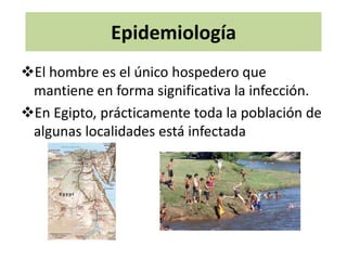 Epidemiología
El hombre es el único hospedero que
 mantiene en forma significativa la infección.
En Egipto, prácticamente toda la población de
 algunas localidades está infectada
 