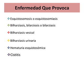 Enfermedad Que Provoca
Esquistosomosis o esquistosomiasis

Bilharziasis, bilarziosis o bilarziasis

Bilharziasis vesical

Bilharziasis urinaria

Hematuria esquistosómica

Cistitis
 