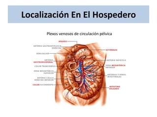 Localización En El Hospedero
      Plexos venosos de circulación pélvica
 