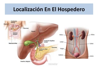 Localización En El Hospedero
 