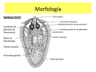 Morfología
                           Cono apical
MIRACIDIO
                                  Primordio intestinal
                                Glándula anterior de penetración
Conducto de
glándula de                       Complejo posterior de glándulas
Penetración                penetración

                           Centro nervioso
Masa no
Identificada

Tubulo excretor


Primordio genital
                         Poro excretor
 