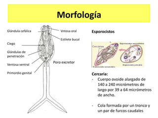 Morfología
Glándula cefálica       Vntosa oral      Esporocistos
                        Estilete bucal
Ciego

Glándulas de
penetración
                    Poro excretor
Ventosa ventral

Primordio genital                        Cercaria:
                                         - Cuerpo ovoide alargado de
                                            140 a 240 micrómetros de
                                            largo por 39 a 64 micrómetros
                                            de ancho.

                                         -   Cola formada por un tronco y
                                             un par de furcos caudales
 