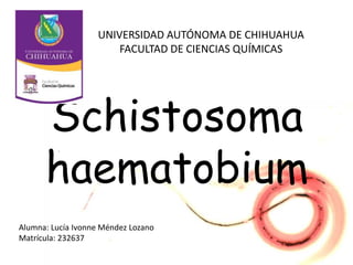 UNIVERSIDAD AUTÓNOMA DE CHIHUAHUA
                       FACULTAD DE CIENCIAS QUÍMICAS




      Schistosoma
      haematobium
Alumna: Lucía Ivonne Méndez Lozano
Matrícula: 232637
 