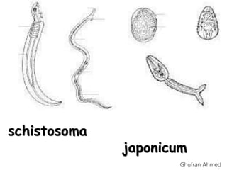 schistosoma
japonicum
Ghufran Ahmed
 