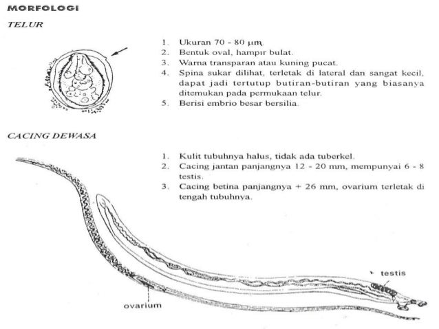 Schistosoma japonicum