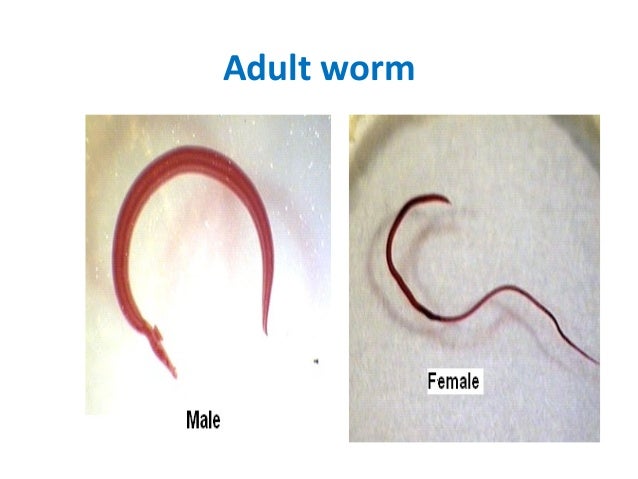 Schistosoma ppt dr somesh 2015 - Parasitology - Trematodes