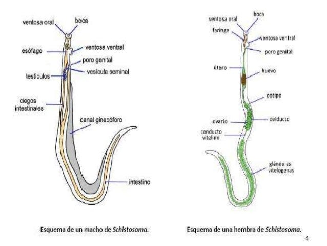 Schistosomas etiologia