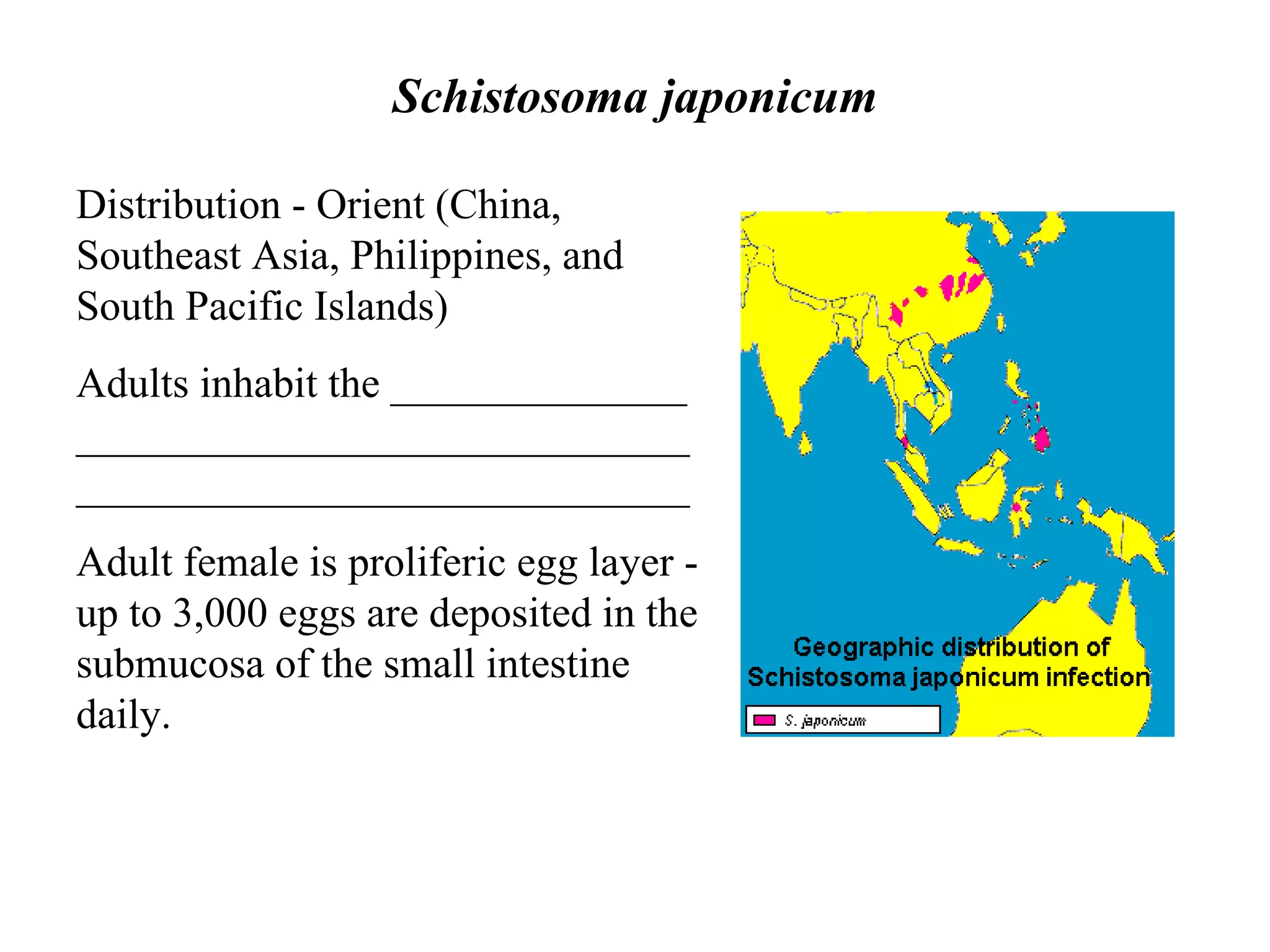 Schistosomes PPT