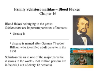 Family Schistosomatidae – Blood Flukes   Chapter 16 ,[object Object],[object Object],[object Object],[object Object]