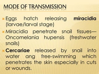 Schistosomiasis | PPTX