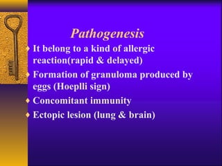 Pathogenesis
♦ It belong to a kind of allergic
reaction(rapid & delayed)
♦ Formation of granuloma produced by
eggs (Hoeplli sign)
♦ Concomitant immunity
♦ Ectopic lesion (lung & brain)
 